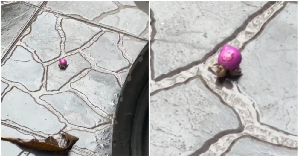 
        Рак-отшельник использовал игрушку в&nbsp;качестве домика    