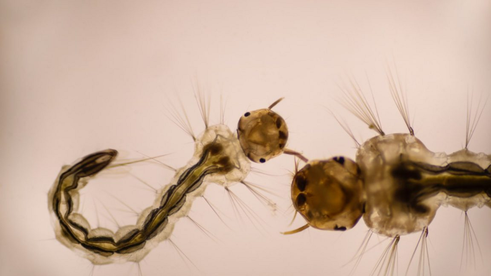 
        Сабетес: этот род&nbsp;комаров решил выглядеть потрясающе, но&nbsp;зачем?    