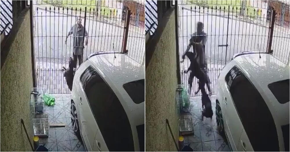 В Бразилии мужчину укусила сторожевая собака при попытке кражи
В Бразилии мужчину укусила сторожевая собака при попытке кражи