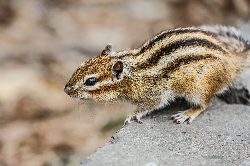 
        Мир&nbsp;животных-2    