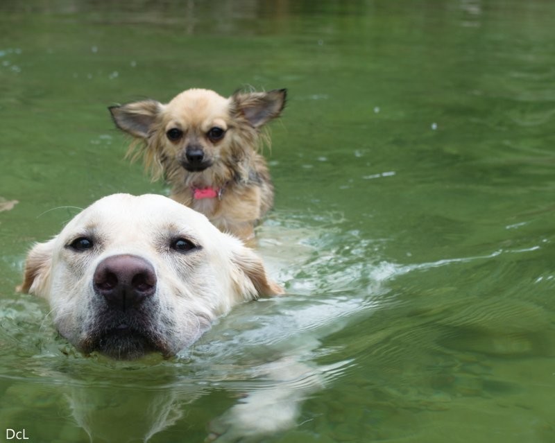 
        18&nbsp;случаев, когда животные превзошли людей в&nbsp;командной работе    