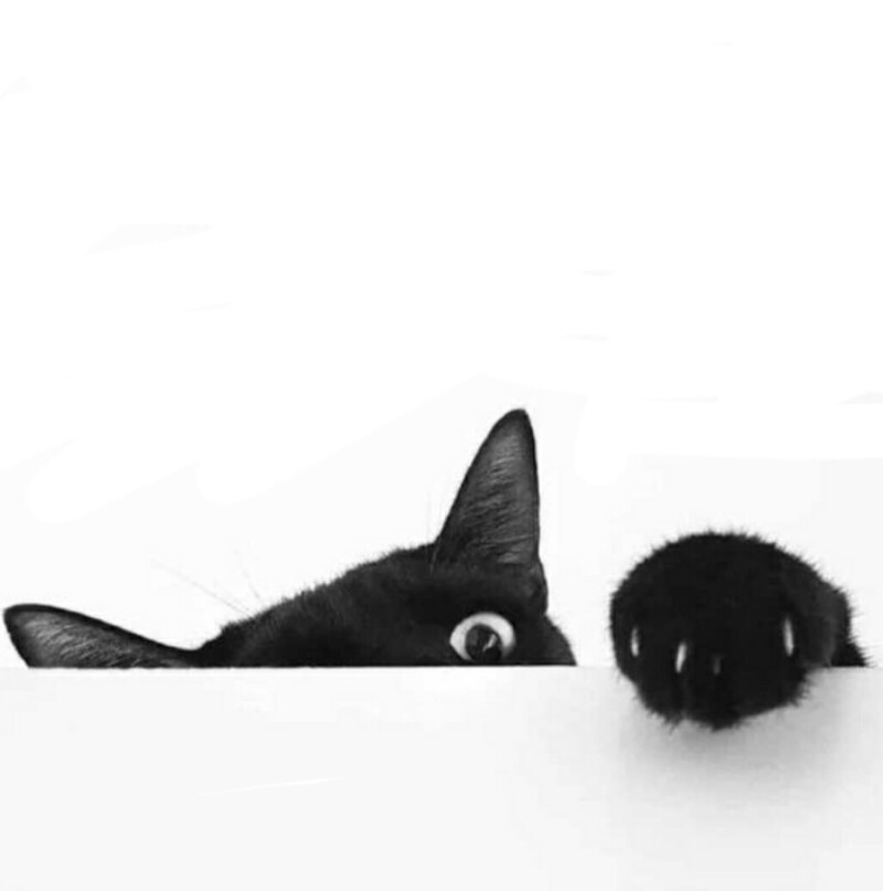 23 крупных плана уличных котов, которые доказывают, что пушистые главные на районе и в жизни
23 крупных плана уличных котов, которые доказывают, что пушистые главные на районе и в жизни