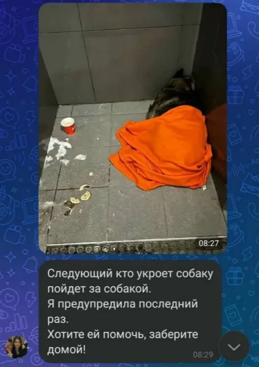 Курьера «Додо Пиццы» уволили после того, как он укрыл пледом бездомную собаку в −20 градусов
Курьера «Додо Пиццы» уволили после того, как он укрыл пледом бездомную собаку в −20 градусов