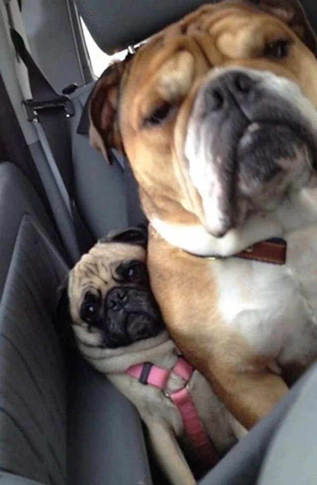 Животные, которым плевать на ваше личное пространство (20 фото)