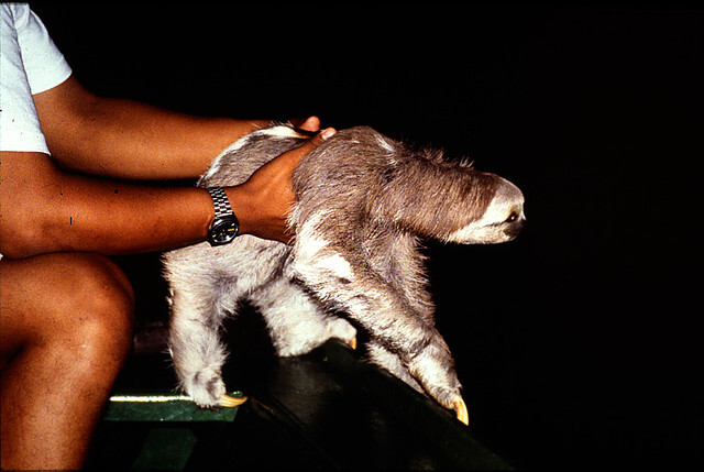 
        Трёхпалый ленивец: вы&nbsp;удивитесь, как&nbsp;много жизни копошится внутри его&nbsp;шерсти    