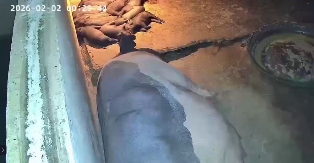 
        Свинья спасла поросёнка    