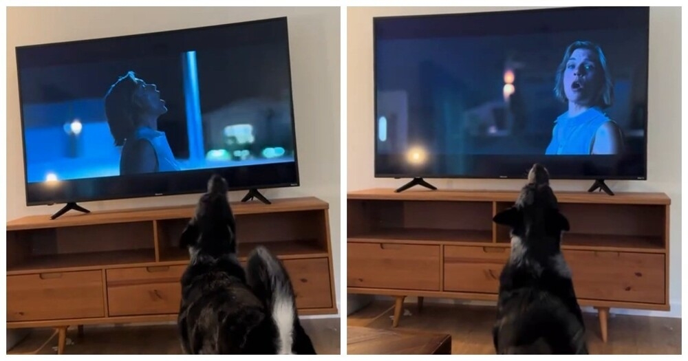 
        Собака воет вместе с&nbsp;героиней сериала    