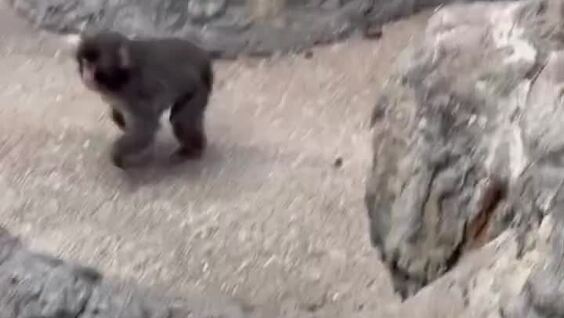 
        Осиротевшего малыша Панча приняли в&nbsp;стаю    