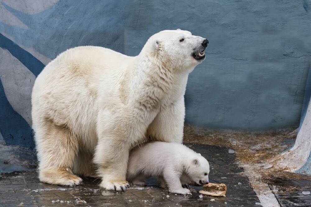 
        Мир&nbsp;животных-5    