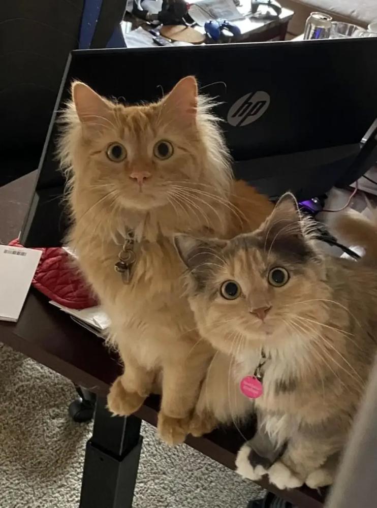 
        20+ питомцев, которые не&nbsp;могут существовать без&nbsp;своего человека    