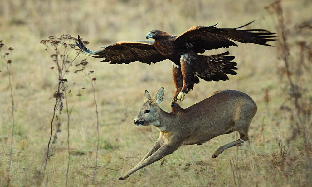 
        В&nbsp;40&nbsp;лет&nbsp;орёл разбивает себе клюв и&nbsp;вырывает все&nbsp;перья    