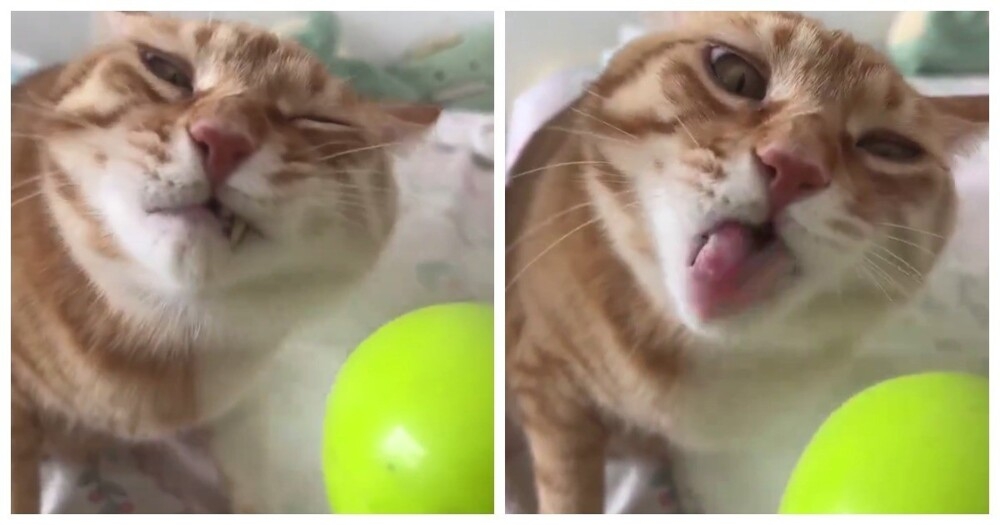 
        Кот&nbsp;и&nbsp;настольный вентилятор    