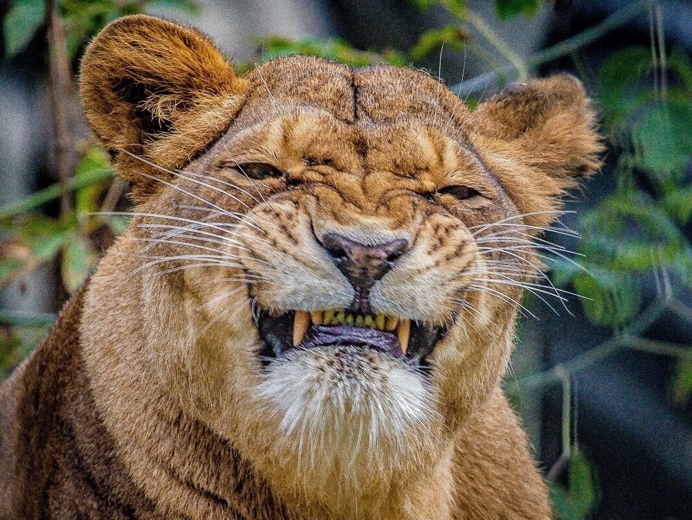 
        Мир&nbsp;животных-5    