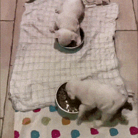 Подборка гифок - (25 гифок) 04.02.2026