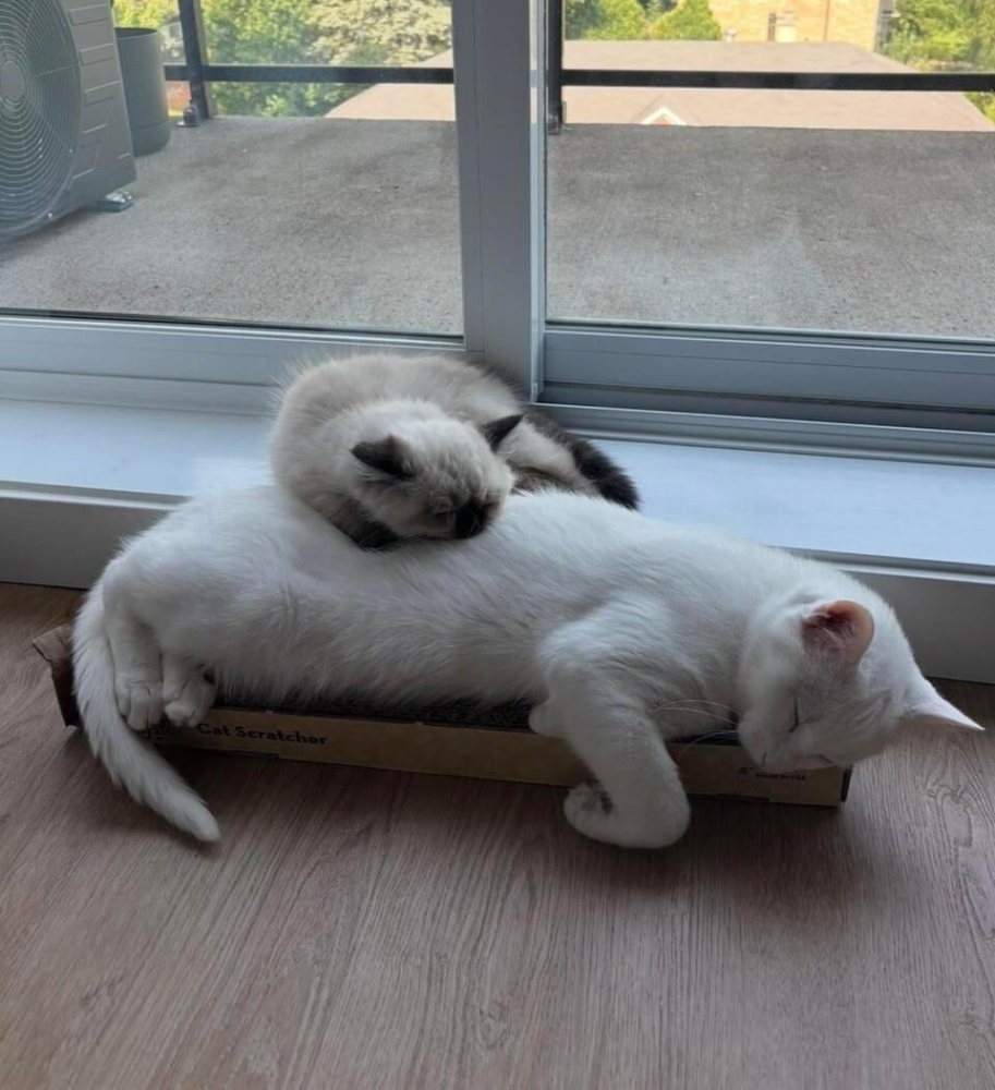 
        30&nbsp;фото котов, глядя на&nbsp;которые можно прожить понедельник с&nbsp;улыбкой    