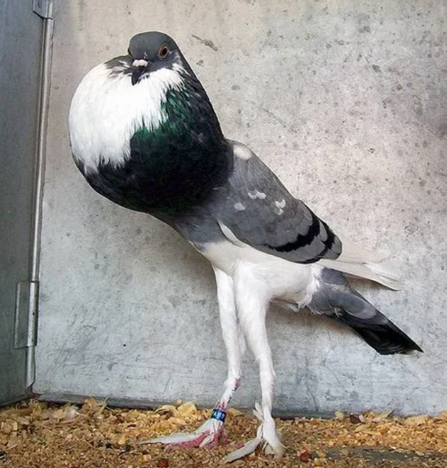 Необычная привычка голубей (3 фото + видео)