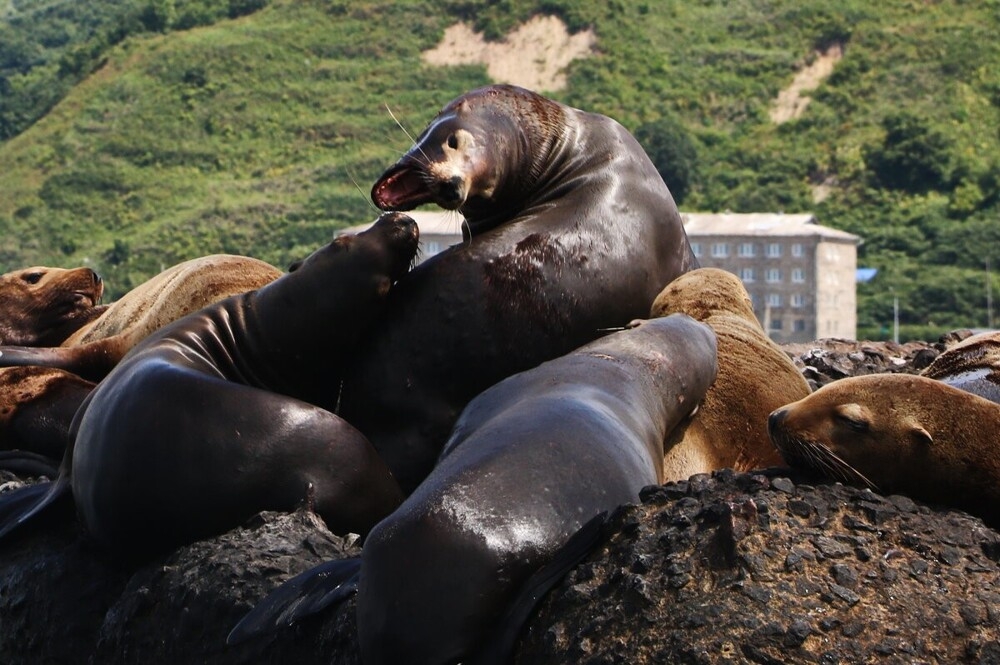 
        Мир&nbsp;животных-5    