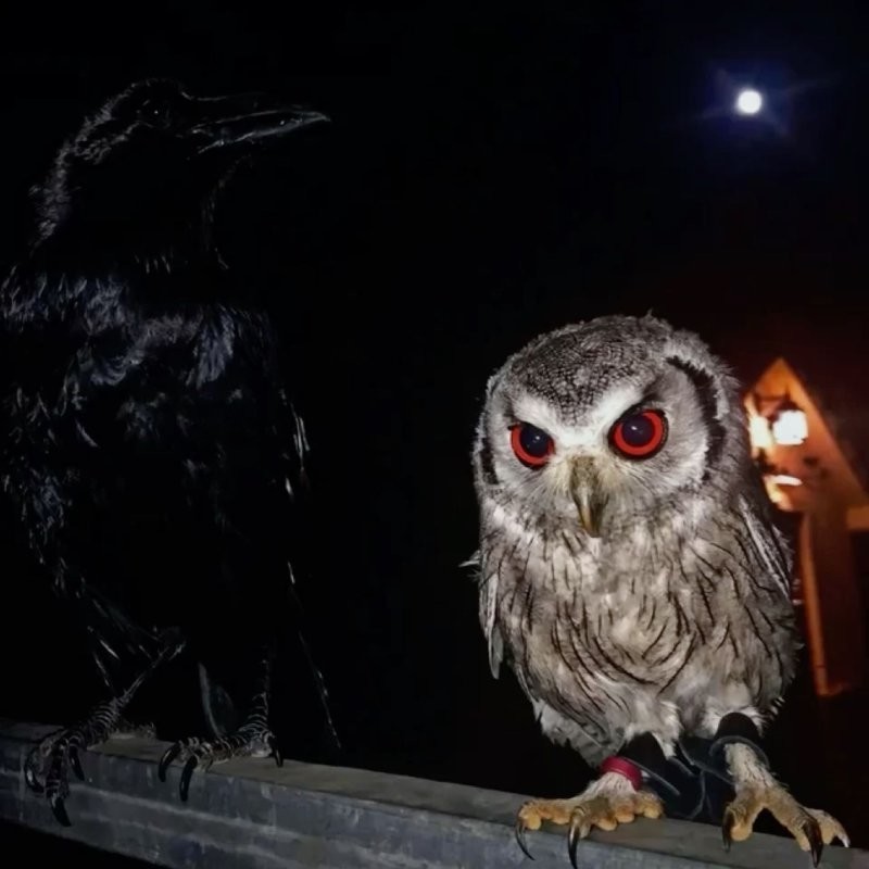 
        20&nbsp;фото животных, которые одновременно умиляют и&nbsp;пугают    