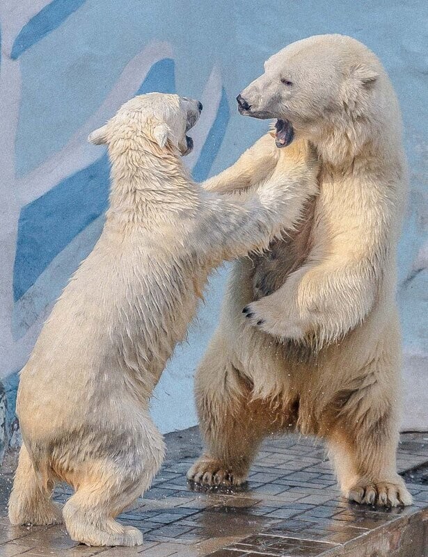 
        Мир&nbsp;животных-6    