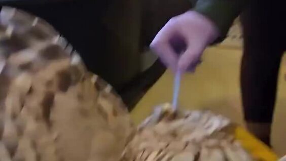 Крик недовольной совы
Крик недовольной совы