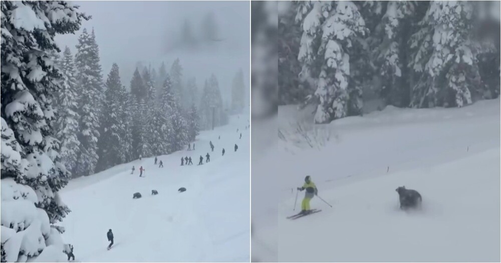 
        Медвежья семья перепугала лыжников на&nbsp;курорте в&nbsp;Калифорнии    