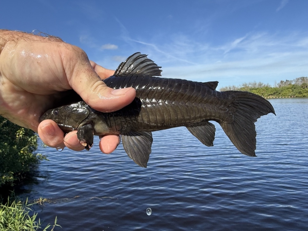 
        Панцирные сомы: рыбки в&nbsp;доспехах римского легионера    