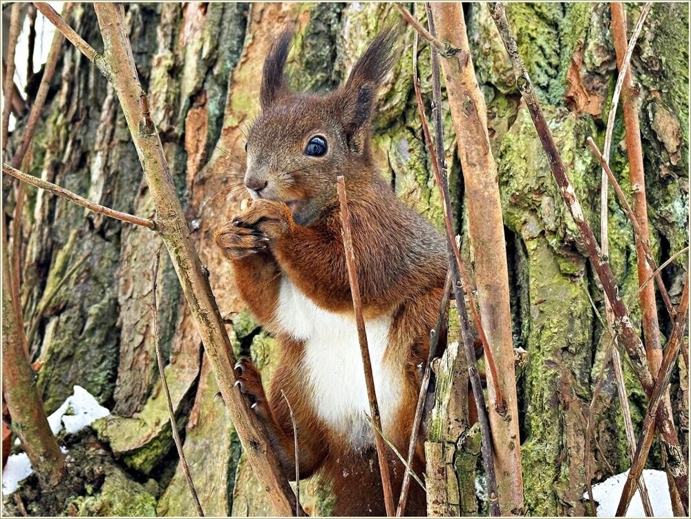 
        Мир&nbsp;животных-5    