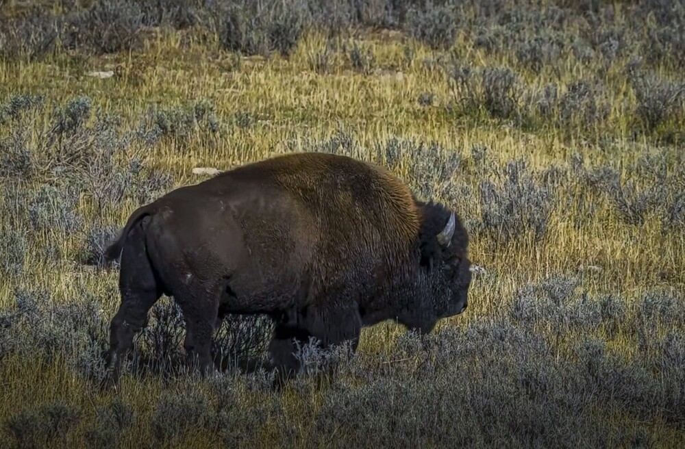 
        Мир&nbsp;животных-5    