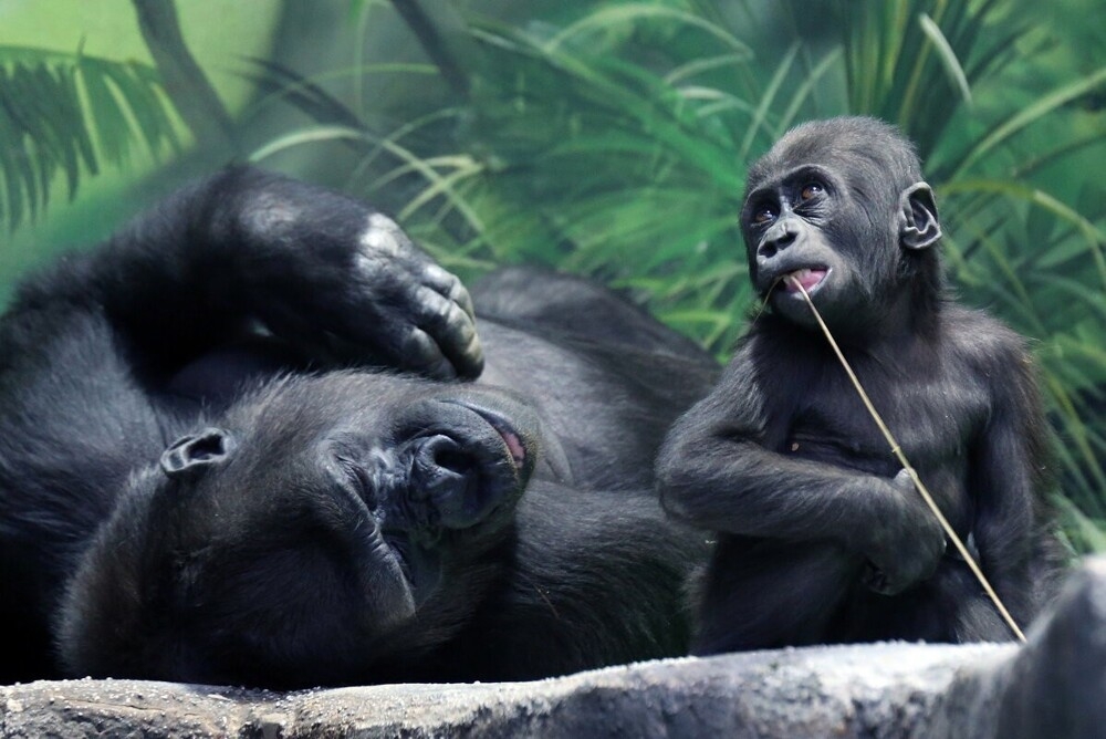 
        Мир&nbsp;животных-1    