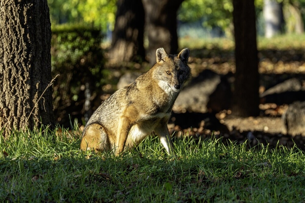 
        Мир&nbsp;животных-1    