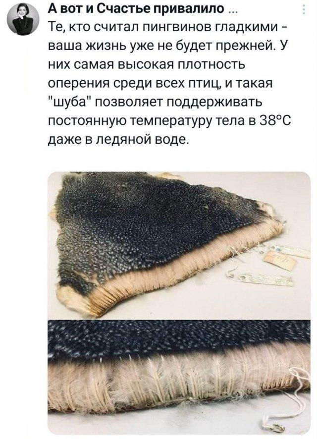 Подборка забавных твитов обо всем Подборка забавных твитов обо всем