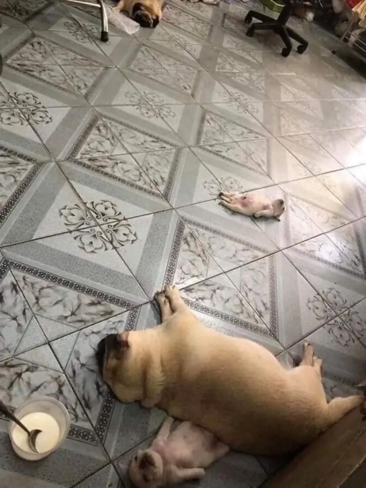 
        24&nbsp;примера милоты, дарящей позитив и&nbsp;чистое тихое счастье    