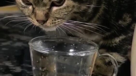 
        Коту не&nbsp;показали, как&nbsp;правильно пить воду    