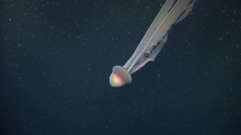 
        Ученые сняли на&nbsp;видео гигантскую призрачную медузу    