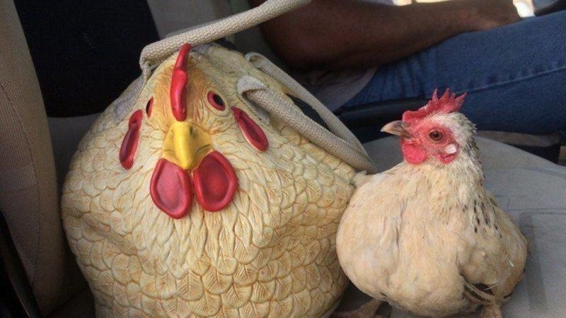 
        24&nbsp;примера милоты, дарящей позитив и&nbsp;чистое тихое счастье    