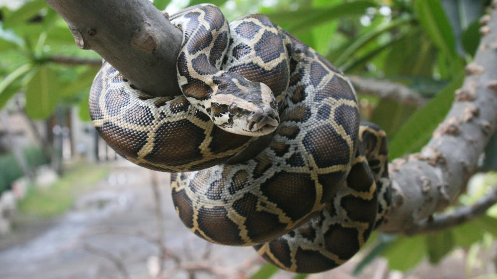Бирманский питон: тысячи гигантских змей ломают природу США
Бирманский питон: тысячи гигантских змей ломают природу США