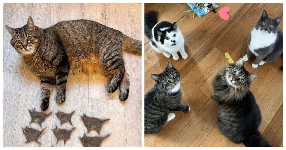 
        30&nbsp;фото котов, глядя на&nbsp;которые можно прожить понедельник с&nbsp;улыбкой    