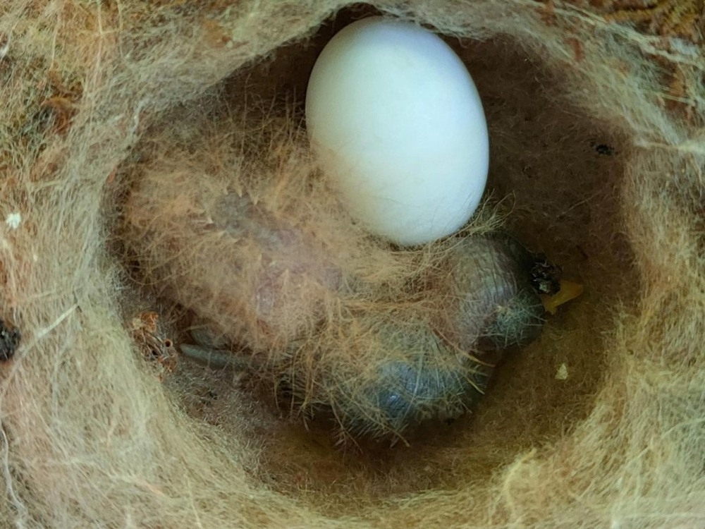 Топ-5 самых странных птенцов в мире
Топ-5 самых странных птенцов в мире