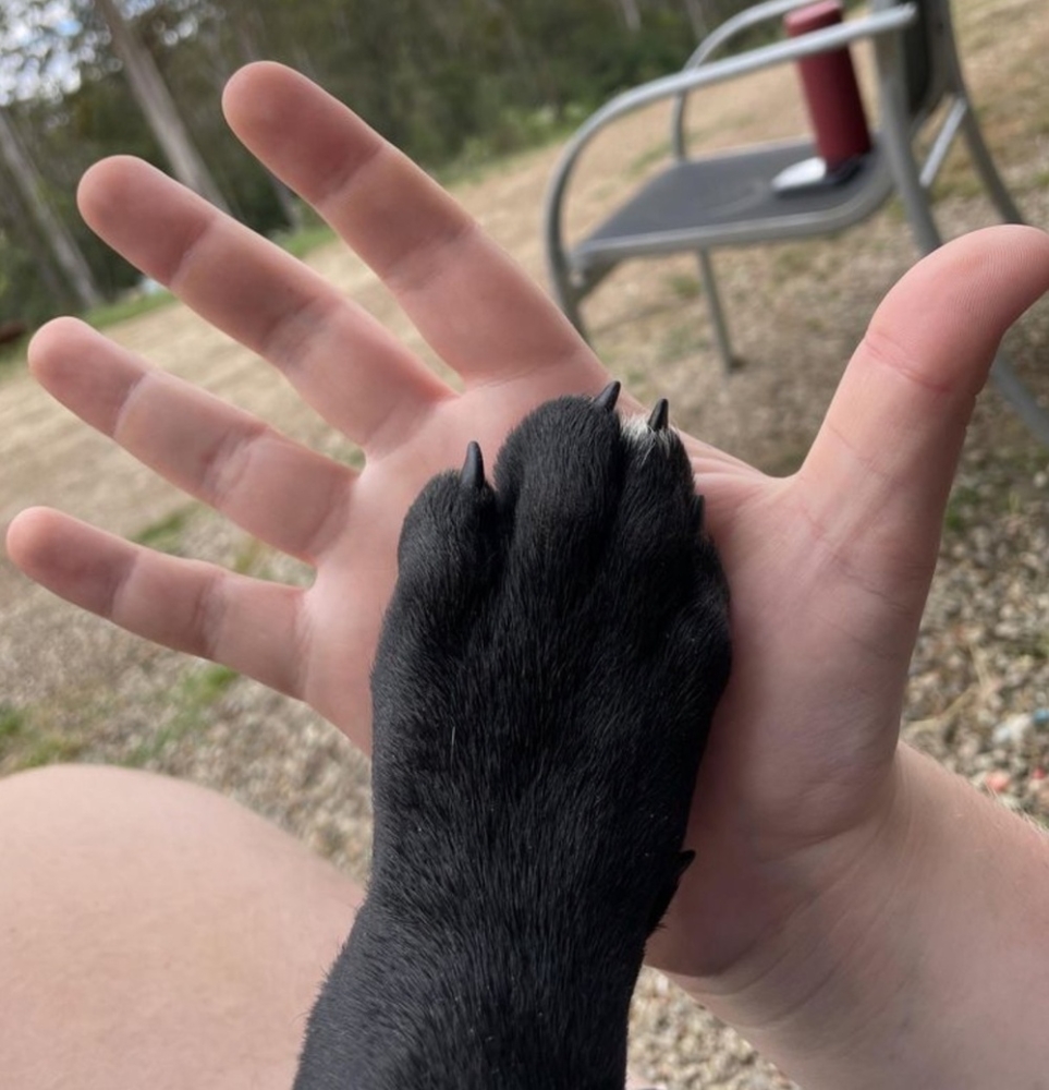 
        Реальные предметы и&nbsp;живых существ, впечатляющих своими огромными размерами    