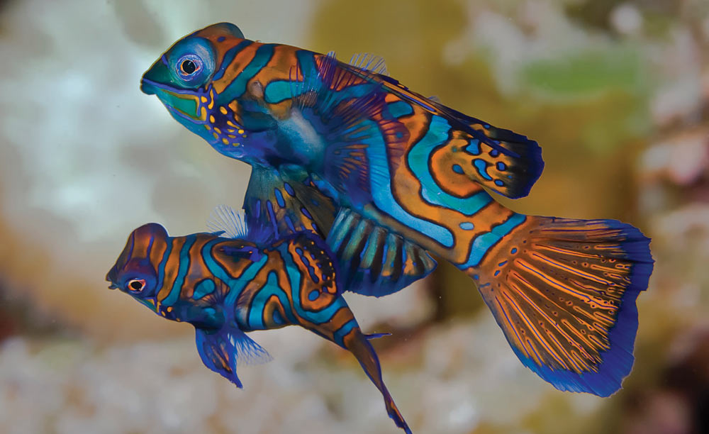 Мандаринка: самая психоделическая рыбка на планете
Мандаринка: самая психоделическая рыбка на планете