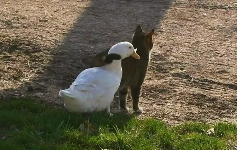 
        27&nbsp;примеров невероятной дружбы животных, от&nbsp;которой мир&nbsp;становится добрее    