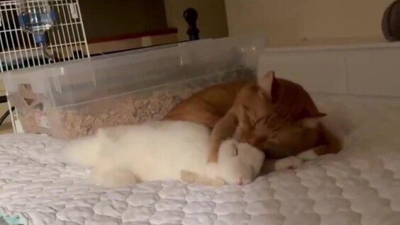 Кролик и кот доминируют друг над другом
Кролик и кот доминируют друг над другом