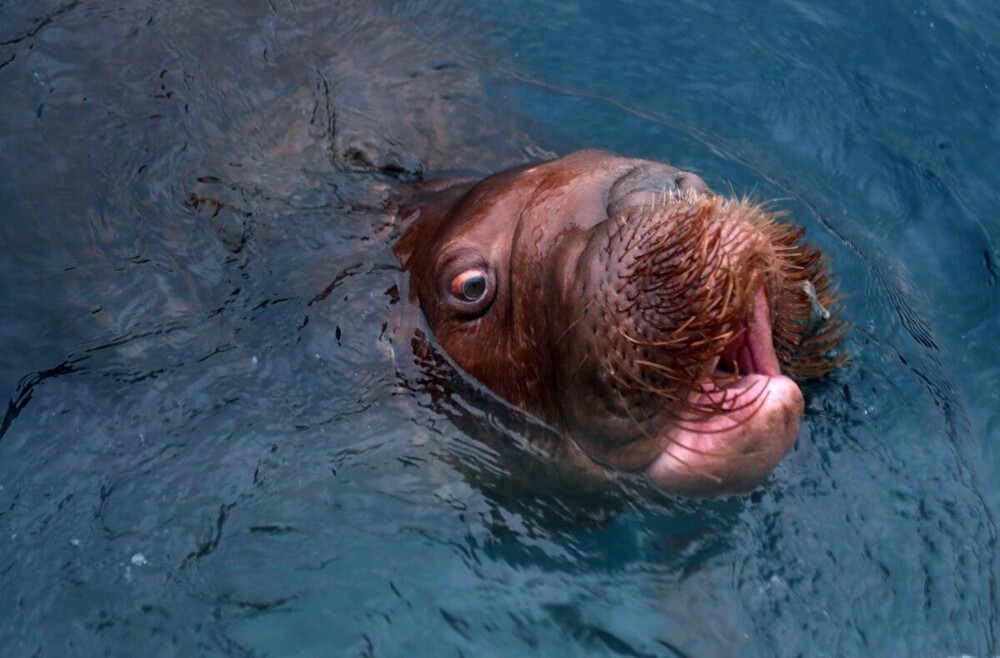 
        Мир&nbsp;животных-1    