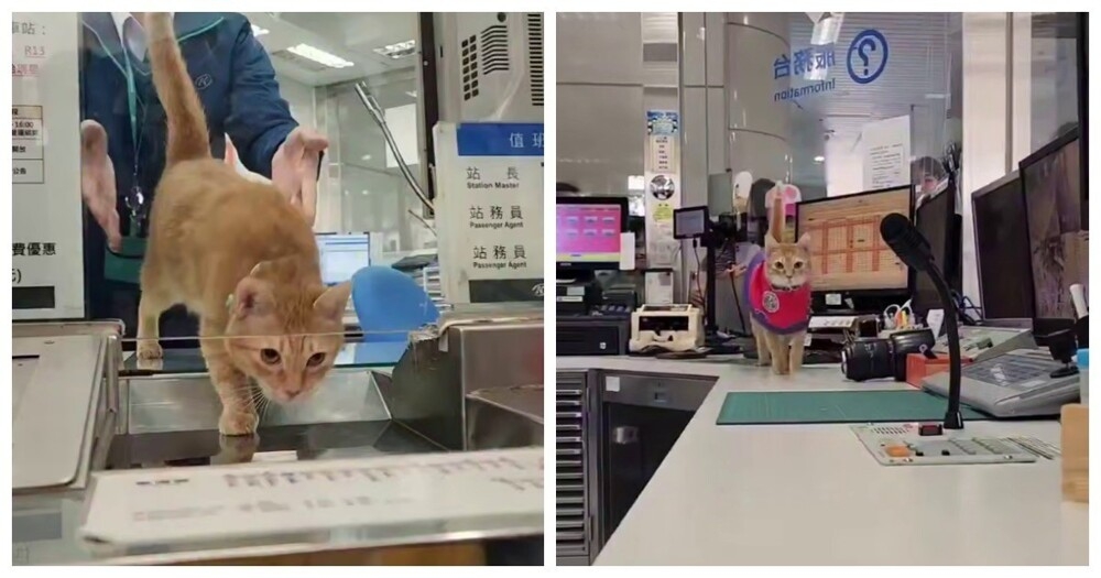 
        Кошка работает &laquo;начальником станции&raquo; в&nbsp;метро Гаосюна на&nbsp;Тайване    