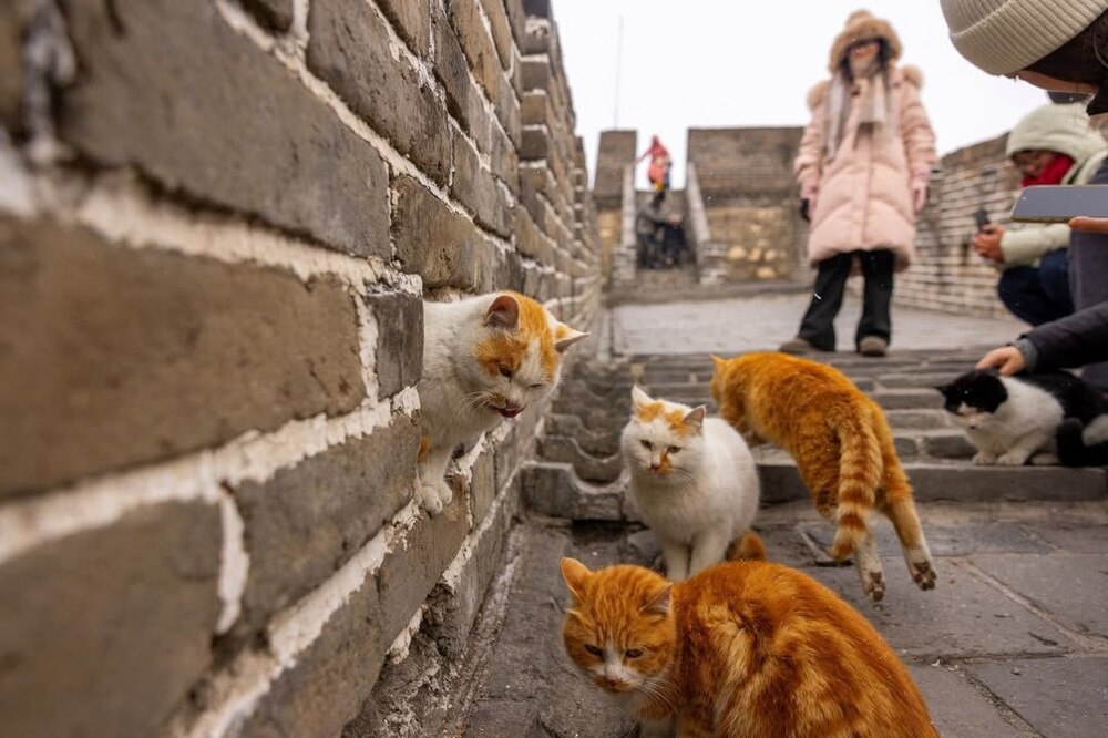 
        Пушистые обитатели Великой Китайской стены    