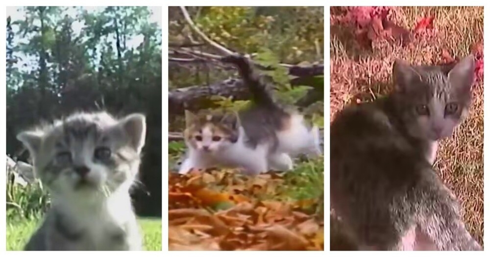 
        Атмосферные видео с&nbsp;кошками в&nbsp;стиле ретро    