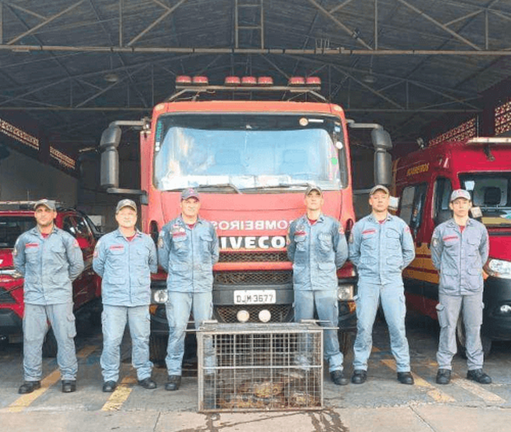 
        Анаконда чуть не&nbsp;задушила собаку    