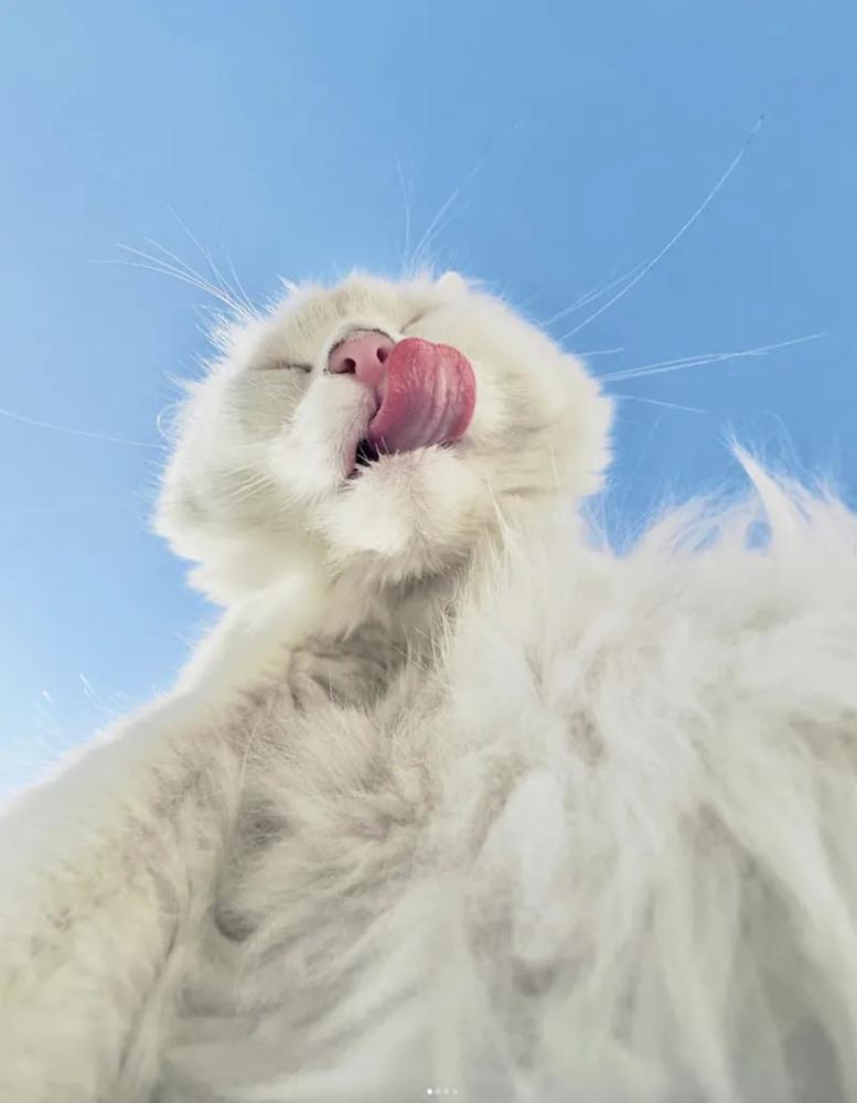 23 крупных плана уличных котов, которые доказывают, что пушистые главные на районе и в жизни
23 крупных плана уличных котов, которые доказывают, что пушистые главные на районе и в жизни