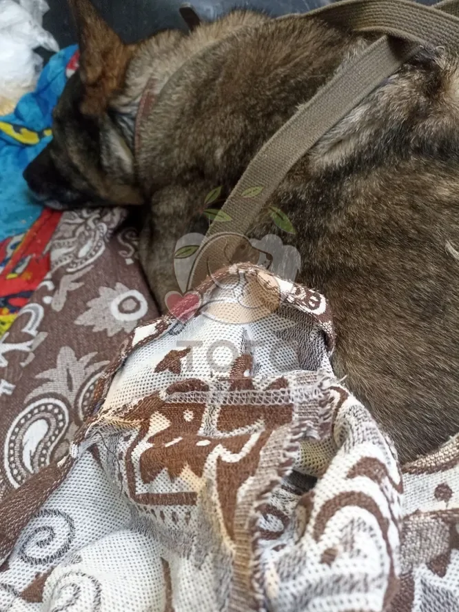 Курьера «Додо Пиццы» уволили после того, как он укрыл пледом бездомную собаку в −20 градусов
Курьера «Додо Пиццы» уволили после того, как он укрыл пледом бездомную собаку в −20 градусов