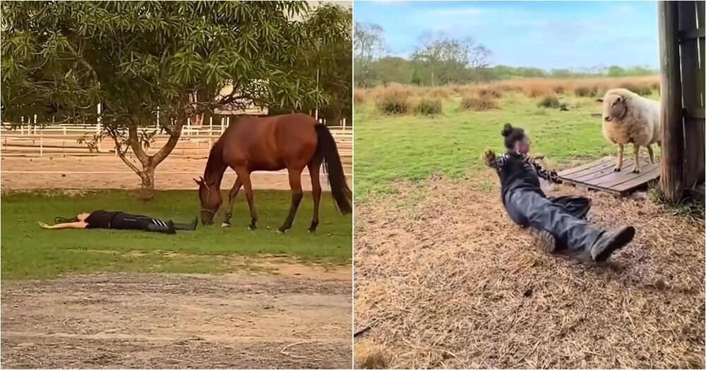 
        Видео-подборка: забавная реакция животных на&nbsp;обморок    